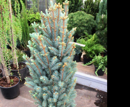 Ель колючая «Iseli Fatigiate» в каталоге СЦ Корекозево