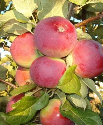 Яблоня «Орлик» в каталоге СЦ Корекозево