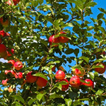 Миниатюра 3. Яблоня «Орлик» в каталоге СЦ Корекозево