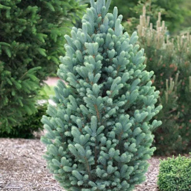 Фото 3. Ель колючая «Iseli Fatigiate» в каталоге СЦ Корекозево