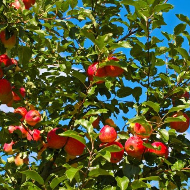 Фото 3. Яблоня «Орлик» в каталоге СЦ Корекозево