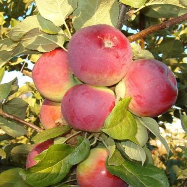 Фото 1. Яблоня «Орлик» в каталоге СЦ Корекозево