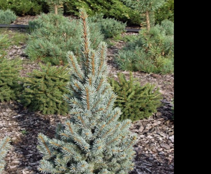 Ель колючая Koster в каталоге СЦ Корекозево