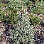 Миниатюра 1. Ель колючая 