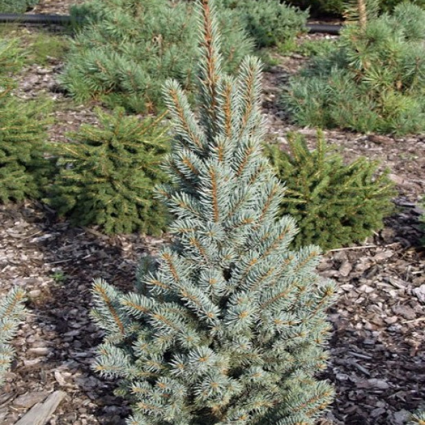 Фото 1. Ель колючая 