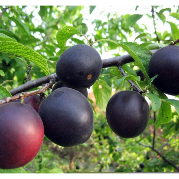 Фото 1. Абрикос 