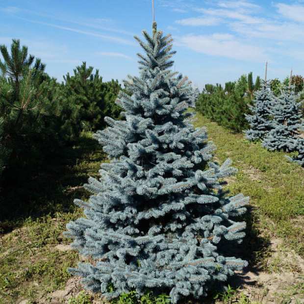 Фото 3. Ель колючая 