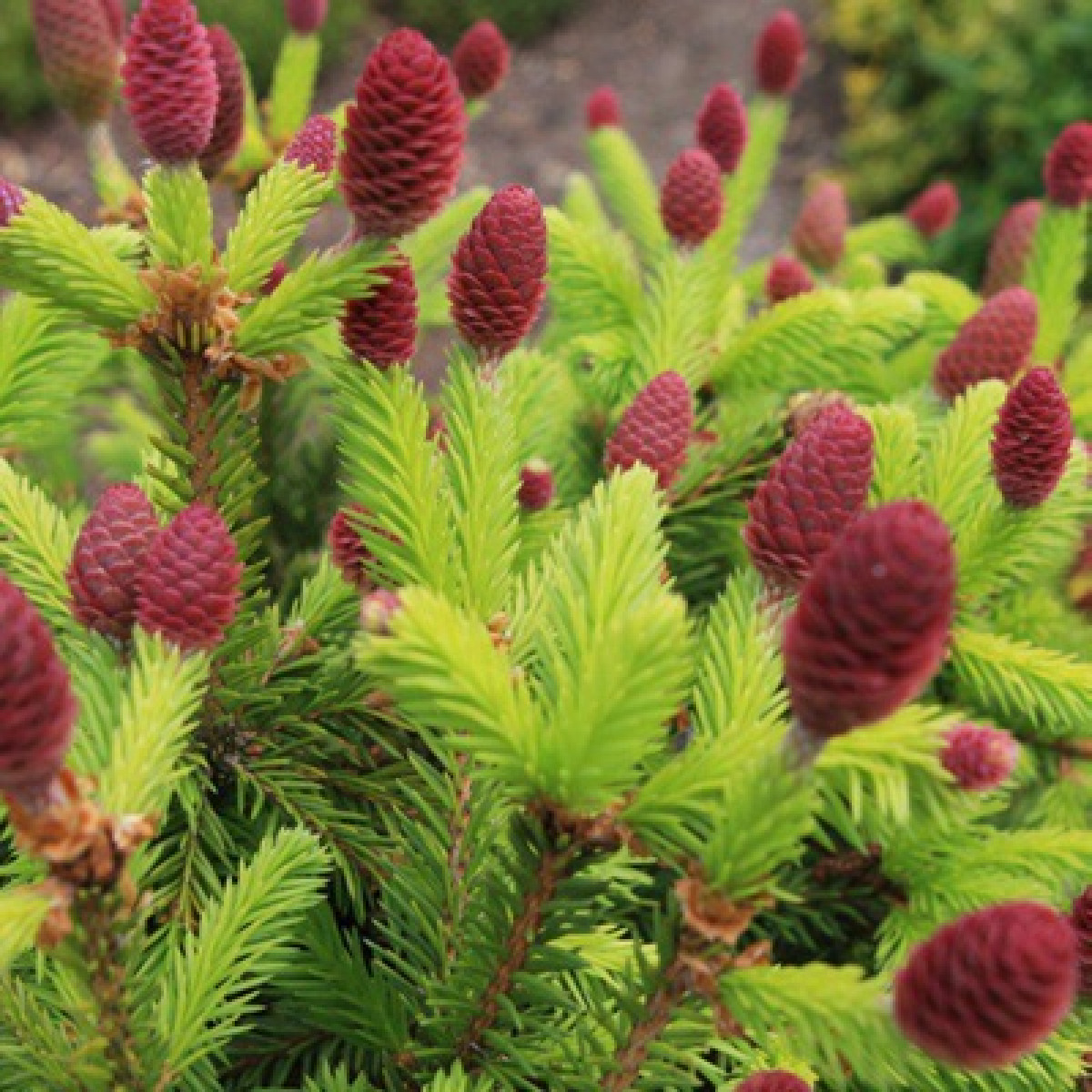 Ель колючая Lucky Strike в каталоге СЦ Корекозево