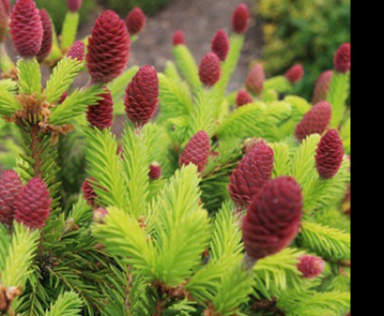 Ель колючая Lucky Strike в каталоге СЦ Корекозево