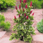 Миниатюра 3. Ель колючая 