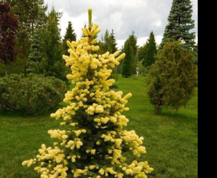 Ель колючая Maigold в каталоге СЦ Корекозево