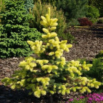 Миниатюра 2. Ель колючая 