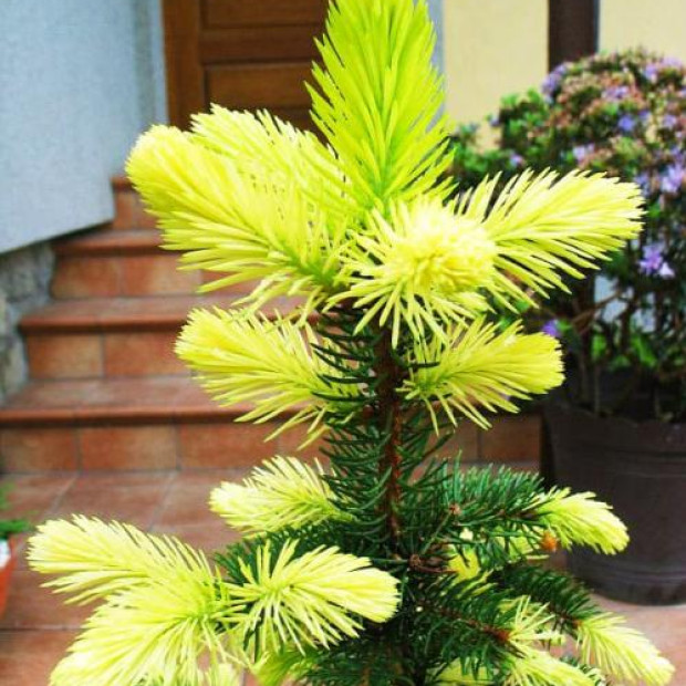 Фото 4. Ель колючая 