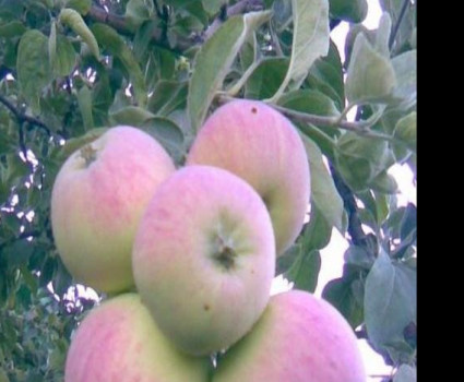 Яблоня «Северный Синап» в каталоге СЦ Корекозево