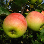 Миниатюра 2. Яблоня «Северный Синап» в каталоге СЦ Корекозево