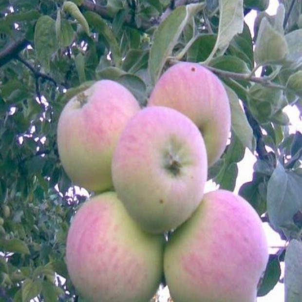 Фото 1. Яблоня «Северный Синап» в каталоге СЦ Корекозево