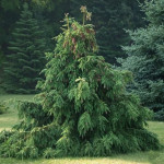 Миниатюра 1. Ель обыкновенная 