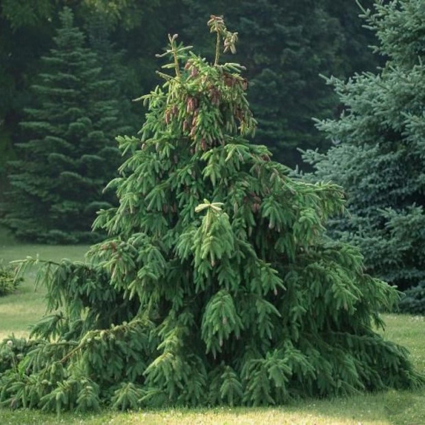 Фото 1. Ель обыкновенная 