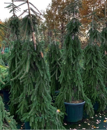 Ель обыкновенная Inversa в каталоге СЦ Корекозево