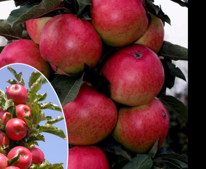 Яблоня колоновидная «Арбат» в каталоге СЦ Корекозево