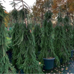 Миниатюра 1. Ель обыкновенная 