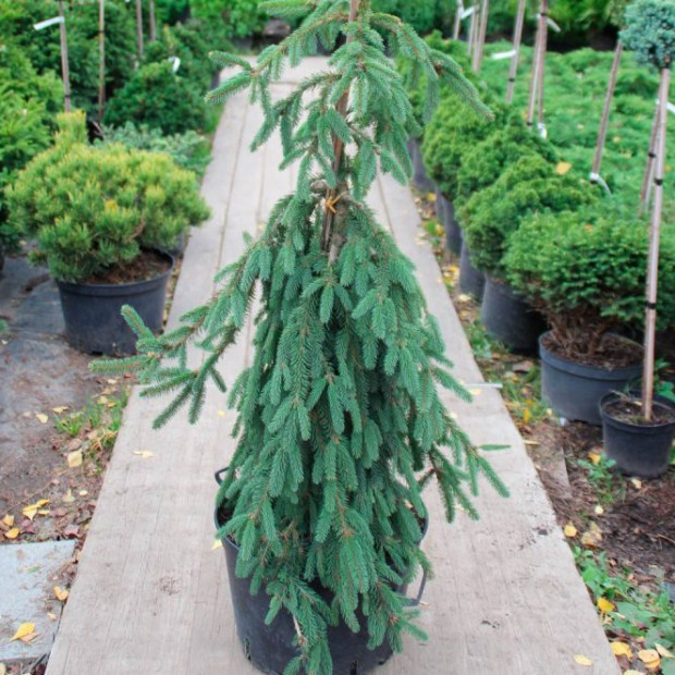 Фото 2. Ель обыкновенная 