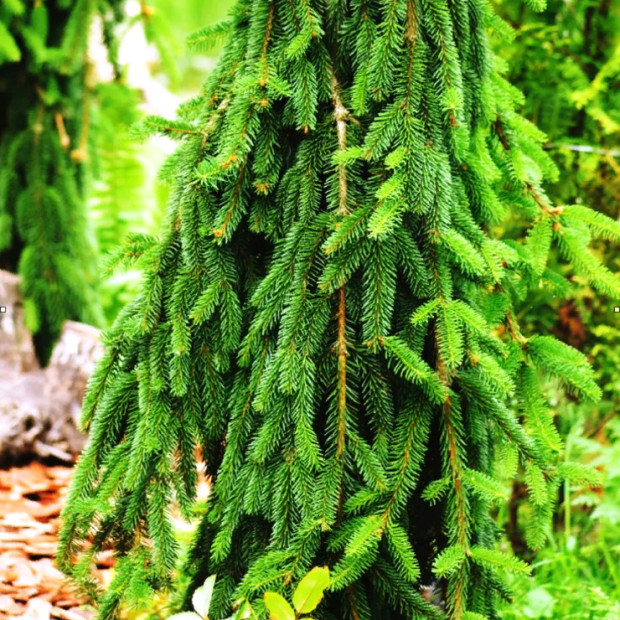 Фото 3. Ель обыкновенная 