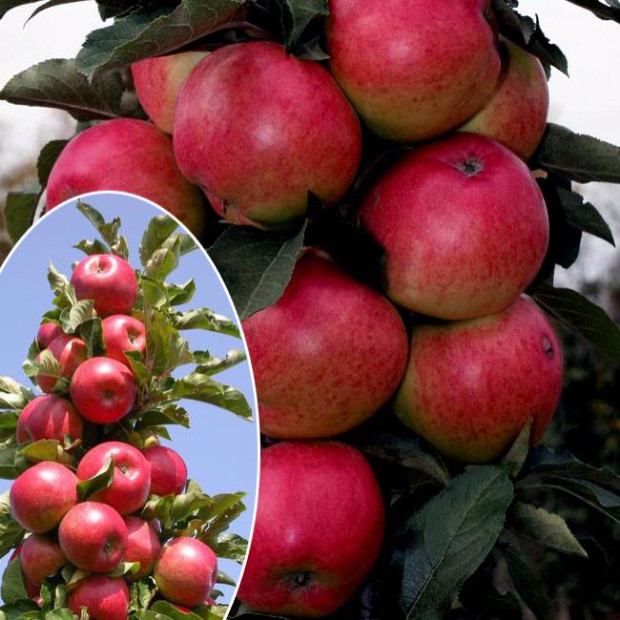 Фото 1. Яблоня колоновидная «Арбат» в каталоге СЦ Корекозево