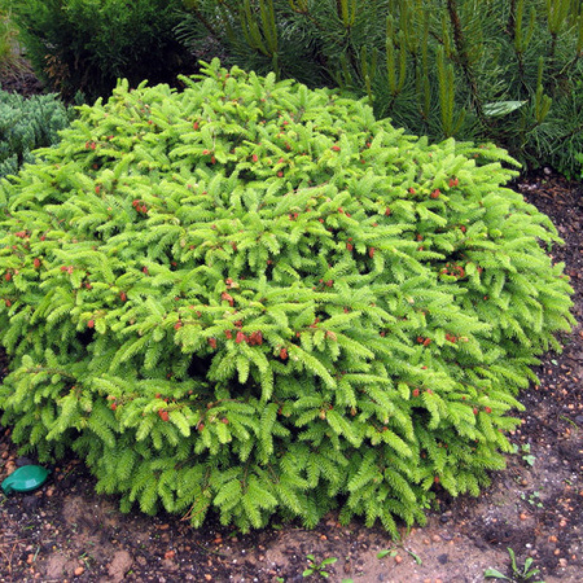 Ель обыкновенная Nidimorphis в каталоге СЦ Корекозево