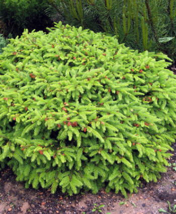 Ель обыкновенная Nidimorphis в каталоге СЦ Корекозево