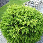 Миниатюра 2. Ель обыкновенная 