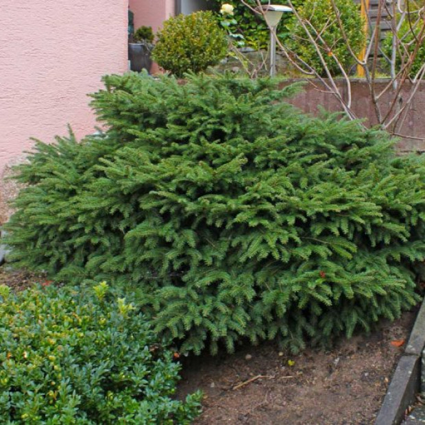 Фото 3. Ель обыкновенная 