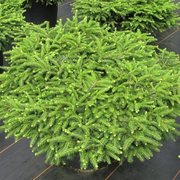 Фото 4. Ель обыкновенная 