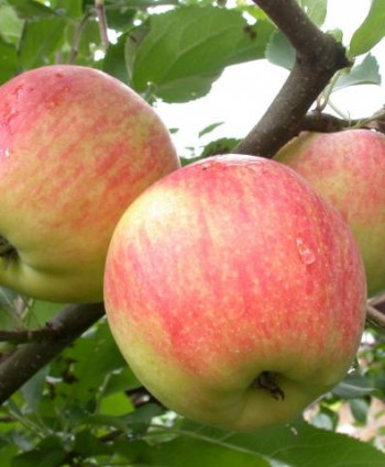 Яблоня «Чемпион» в каталоге СЦ Корекозево