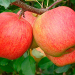 Миниатюра 2. Яблоня «Чемпион» в каталоге СЦ Корекозево