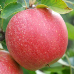 Миниатюра 3. Яблоня «Чемпион» в каталоге СЦ Корекозево