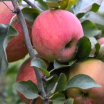 Миниатюра 4. Яблоня «Чемпион» в каталоге СЦ Корекозево