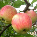 Миниатюра 1. Яблоня «Чемпион» в каталоге СЦ Корекозево