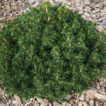 Миниатюра 2. Ель обыкновенная 