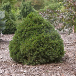 Миниатюра 4. Ель обыкновенная 