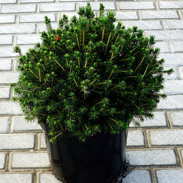 Фото 3. Ель обыкновенная 