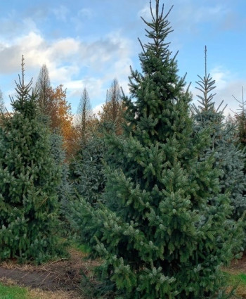 Ель сербская в каталоге СЦ Корекозево