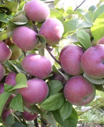 Яблоня «Спартан» в каталоге СЦ Корекозево