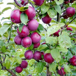 Миниатюра 2. Яблоня «Спартан» в каталоге СЦ Корекозево