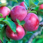 Миниатюра 3. Яблоня «Спартан» в каталоге СЦ Корекозево