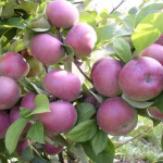 Миниатюра 1. Яблоня «Спартан» в каталоге СЦ Корекозево