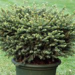 Миниатюра 4. Ель сербская 