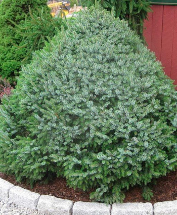 Ель сербская Nana в каталоге СЦ Корекозево