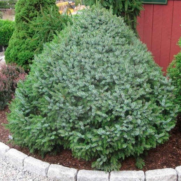 Фото 1. Ель сербская 