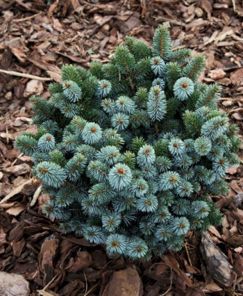 Ель ситхинская Silberzwerg в каталоге СЦ Корекозево